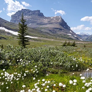 Wildflowers in a meadow in the Canadian Rocky Mountains, Banff National Park, Alberta, Canada
