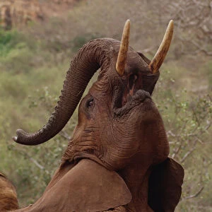 African Elephant (Loxodonta africana) orphan called Imenti, trumpeting, David Sheldrick