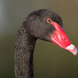 Black Swan (Cygnus atratus), Victoria, Australia