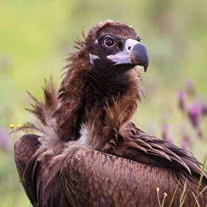 Cinereous Vulture (Aegypius monachus), Castile, Spain