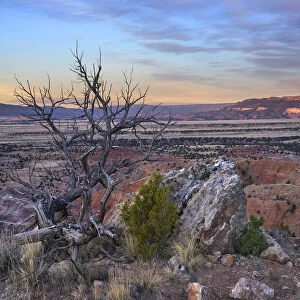 Dead tree and desert, Ghost Ranch, New Mexico