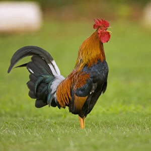 Domestic Chicken (Gallus domesticus) rooster calling, Kauai, Hawaii