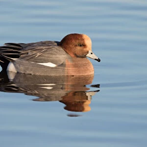 Eurasian Wigeon (Anas penelope) resting on the water, polder Arkemheen, The Netherlands