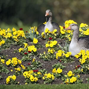 Greylag Goose (Anser anser) pair in park amid pansies, Kassel, Hessen, Germany