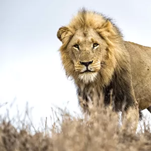 Lion (Panthera leo) standing on a small hill and looking at the camera