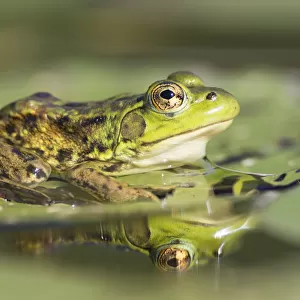 Mink Frog (Rana septentrionalis) on lily pad, Nova Scotia, Canada