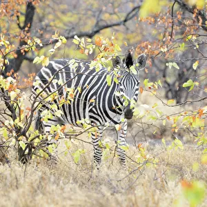 Plains Zebra (Equus quagga) walking trough foliage, Kruger National Park, South Africa