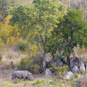 White Rhino (Ceratotherium simum) foraging in dry riverbed, South Africa, Mpumalanga