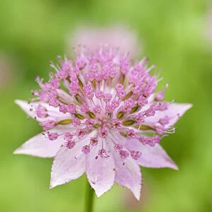 Astrantia Masterwort Astrantia maxima Pink Perennial