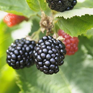 Blackberry Triple Crown, Rubus, Rubus fruticosus Triple Crown