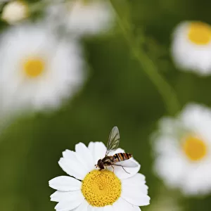 Daisy, Ox-eye daisy, Leucanthemum vulgarem, Wild white coloured flower growing outdoor with insect