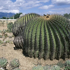 echinocactus platyacanthus, cactus, barrel cactus