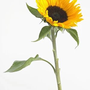 helianthus annuus sunrich orange, sunflower
