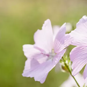 Musk mallow, Malva moschata, Flowering stems growing outdoor