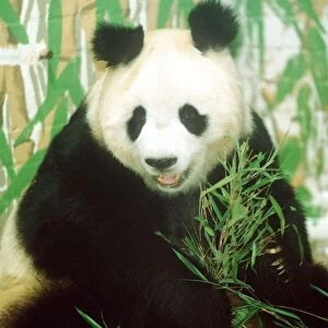 Animals Panda Bear June 1993 sitting