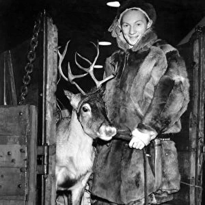 Animals - Reindeer. December 1946 P000643