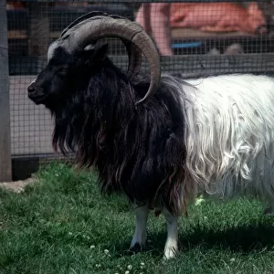 Bagot Goat Ram rare breed at Aldenham Country Park July 1996