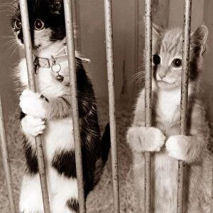 Two cats plead for justice - holding onto bars like a prison cell looking to the outside