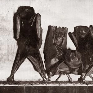 A family of Bats hanging from the roof of their cage January 1929