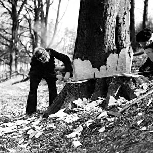 Forestry workers cross cutting a tree in 1950