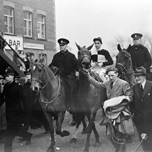 The Grand National 1949 Winner "Russian hero"being led in after the race