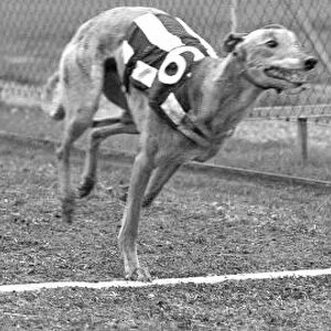 Greyhound Halfpenny Whistle crossing the finishing line whilst in training at Birmingham