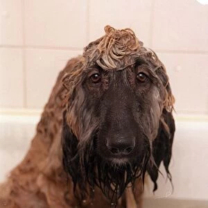 Harry the Afghan Hound getting a shampoo February 1999