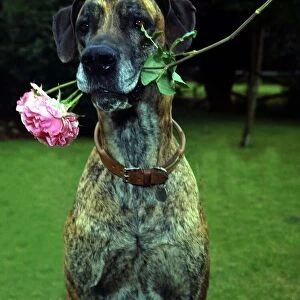 junia the Great Dane dog owned by Barbara Woodhouse holding a rose in her mouth 1967