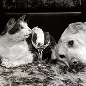 Kinky the cat, Honely the golden labrador dog and Mickey the mouse inside a wine glass
