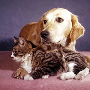 A labrador dog with a cat A©Mirrorpix animal animals cute domestic