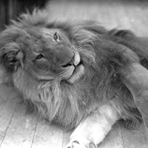 Lion at Chessington Zoo, 10th April 1933