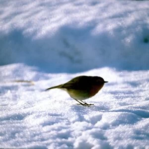 Robin in snow. circa 1979