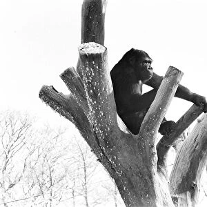 A Silverback Gorilla perched in a tree at Twycross Zoo. 14th January 1982