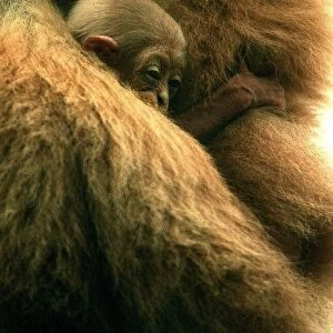 Three week old baby Gibbon called Lar seen here at Drayton Manor Zoo