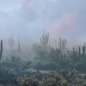 Desert Mist