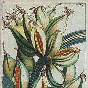Banana fruit growing upright on the branch... Musa sapientum.. Handcolored copperplate engraving from G. T