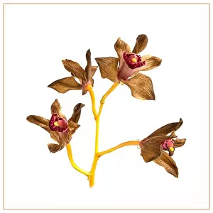 Cymbidium orchid flowers fading