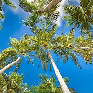 Large green branches on coconut trees against the blue sky in the tropics. Amazing tropical nature foliage, grunge. Tranquil natural environment