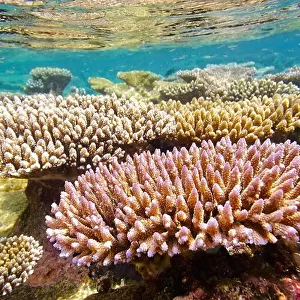 Shallow coral reef, Maldives, Indian Ocean