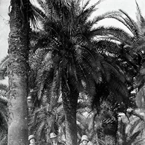 Group portrait in front of palm trees, Palermo