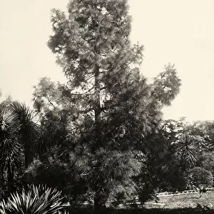 Specimen of the Pinus Caneriensis (Canary Islands Pine). Villa Thuret Garden, Antibes, France