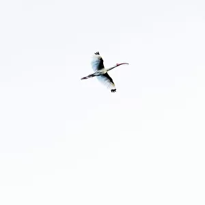 American white ibis in flight