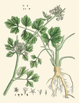 Petroselinum crispum, 1765