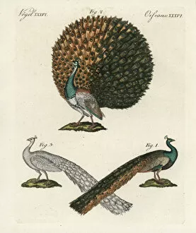 Indian or blue peafowl, Pavo cristatus