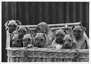 Boxer / Puppies in Basket