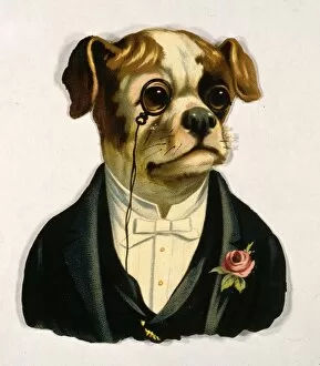 Dog in evening dress and monocle