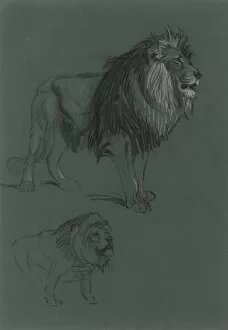 Lion Studies
