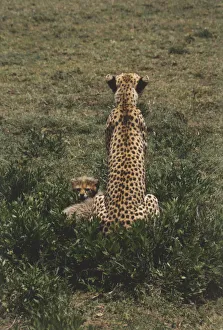 Africa, Tanzania, Serengeti National Park, rear view of adult Cheetah (Acinonyx jubatus) sitting in grass with a baby cheetah looking in opposite direction Africa, Tanzania, Serengeti National Park, rear view of adult Cheetah (Acinonyx jubatus) sitting in grass with a baby cheetah looking in opposite direction