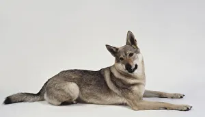 alert silver grey czechoslovakian wolfdog lying Trending Item 6