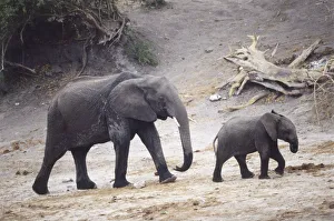 Baby African Elephant, Loxodonta africana, walking up sandy bank, mother elephant following, side view, tree tunks and roots in background Baby African Elephant, Loxodonta africana, walking up sandy bank, mother elephant following, side view, tree tunks and roots in background